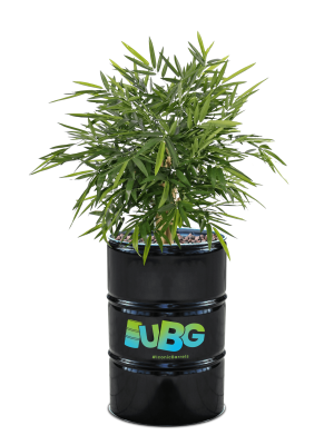 200L Big Botanical Black