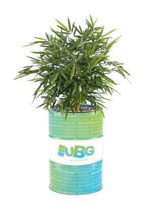 200L Big Botanical Full Color